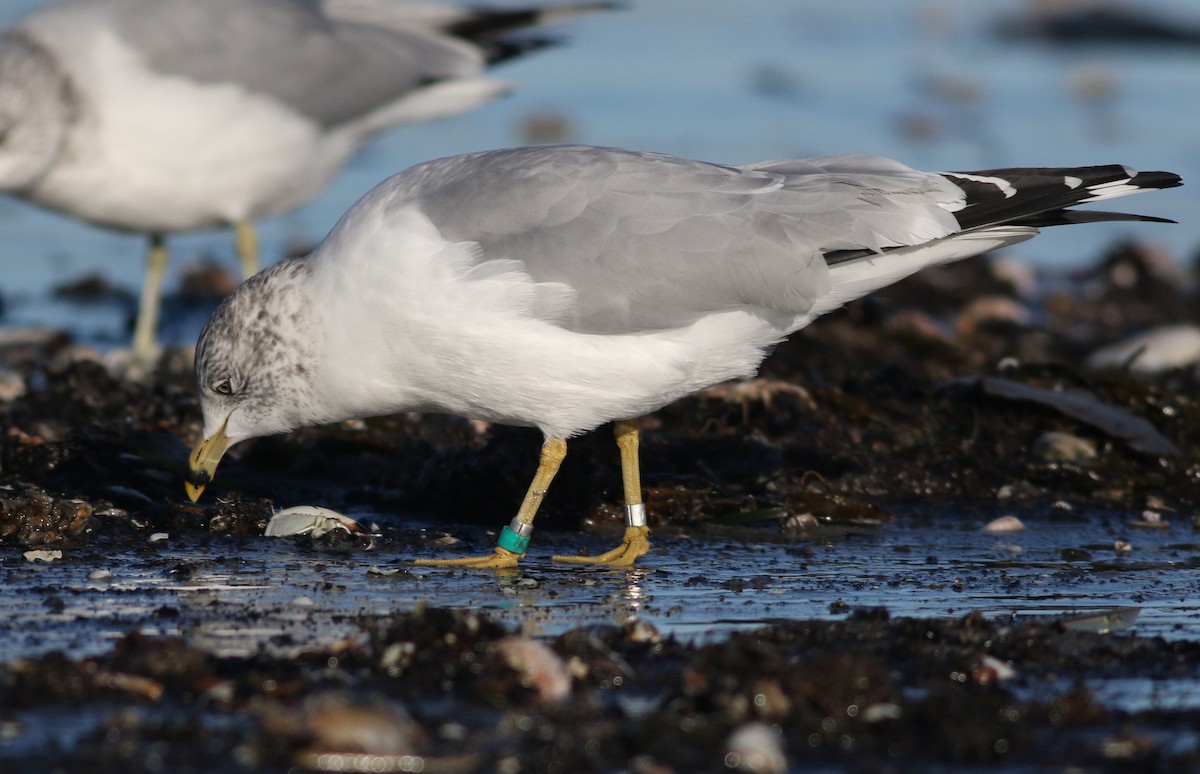 Ring-billed Gull - ML614356663