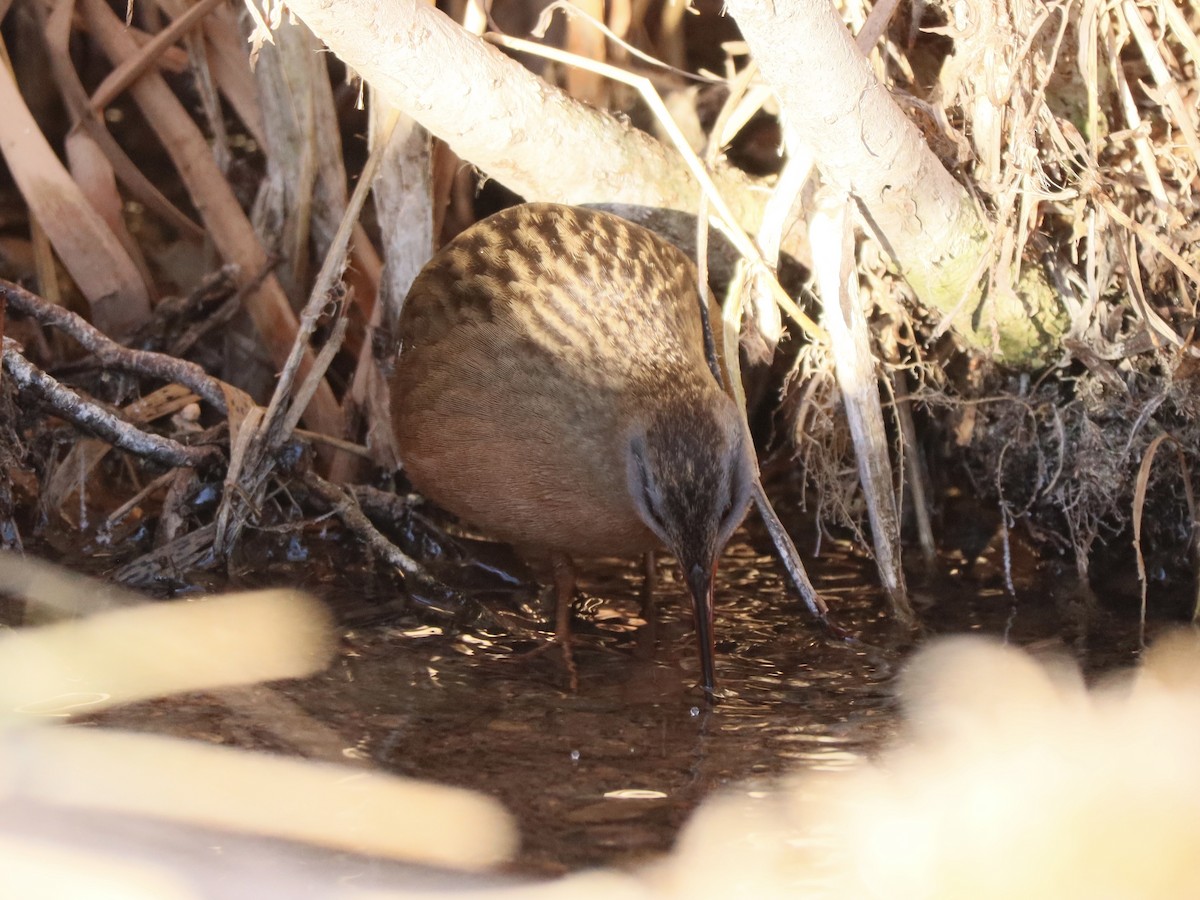 Virginia Rail - ML614356675