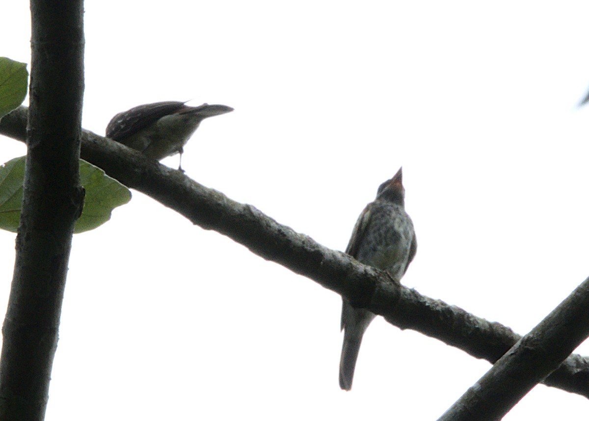 glennetyrann - ML614356705