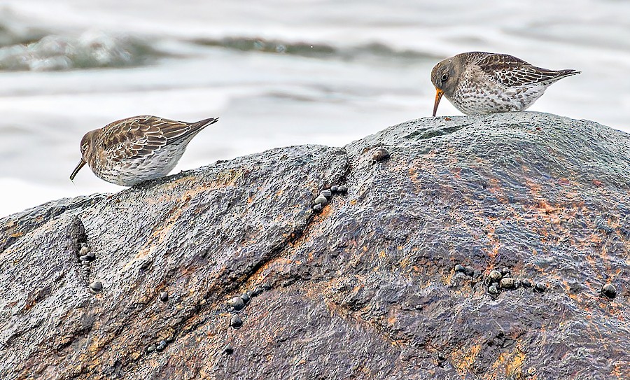 Purple Sandpiper - ML614356719