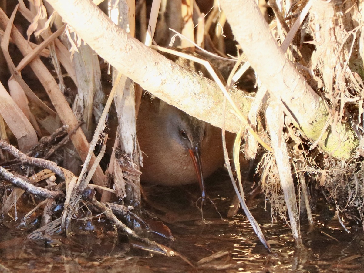 Virginia Rail - ML614356785