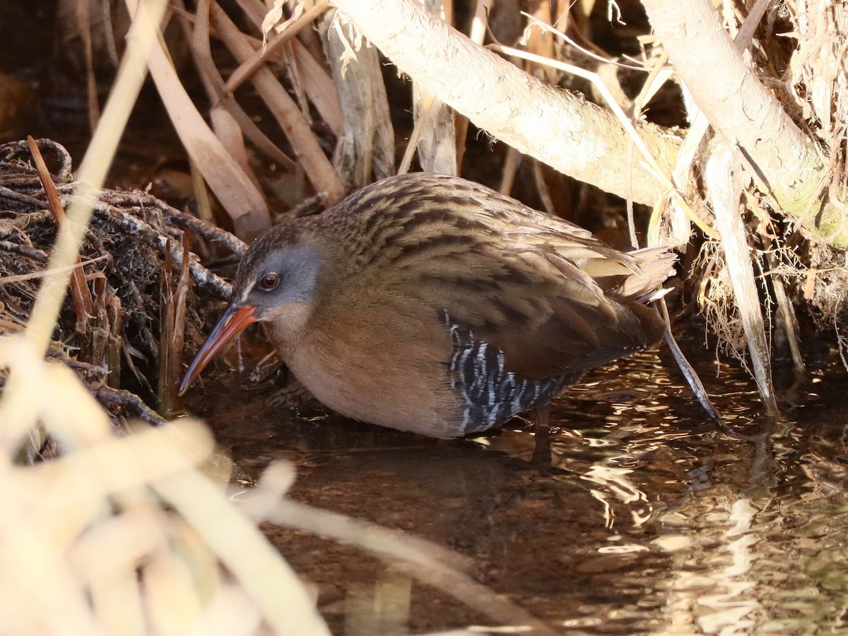 Virginia Rail - ML614356821