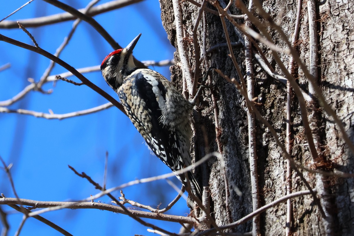 Yellow-bellied Sapsucker - ML614356835