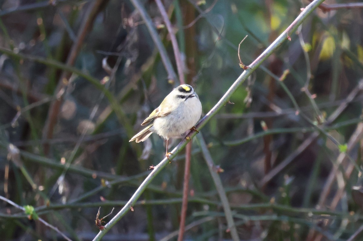 Golden-crowned Kinglet - ML614356848