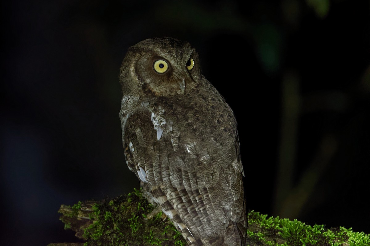 Middle American Screech-Owl (Middle American) - ML614356955