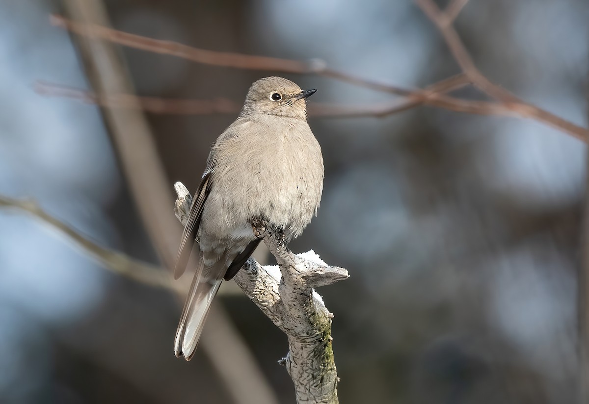 Townsend's Solitaire - Annie Lavoie