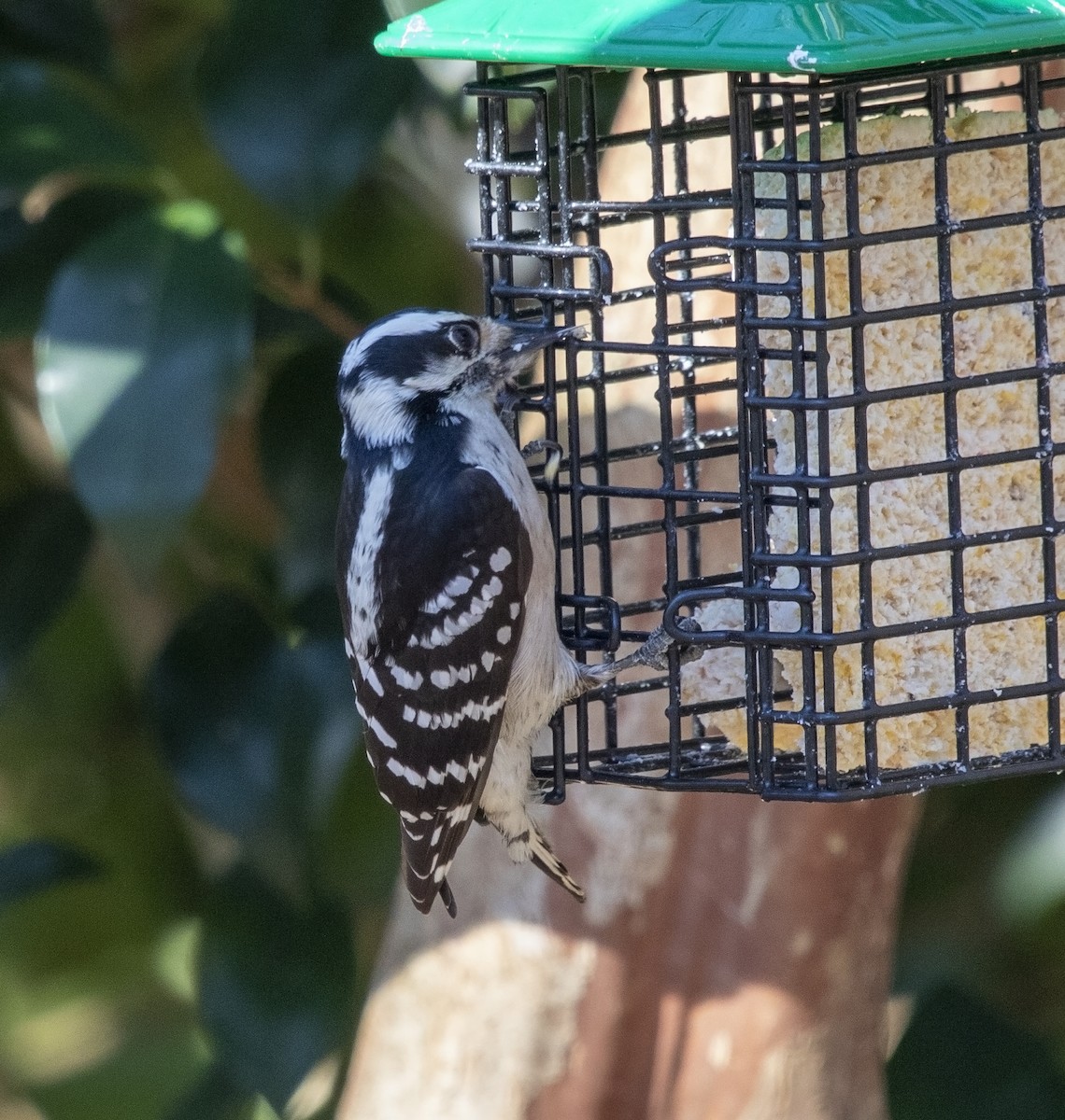 Downy Woodpecker - Ulf Kirchdorfer