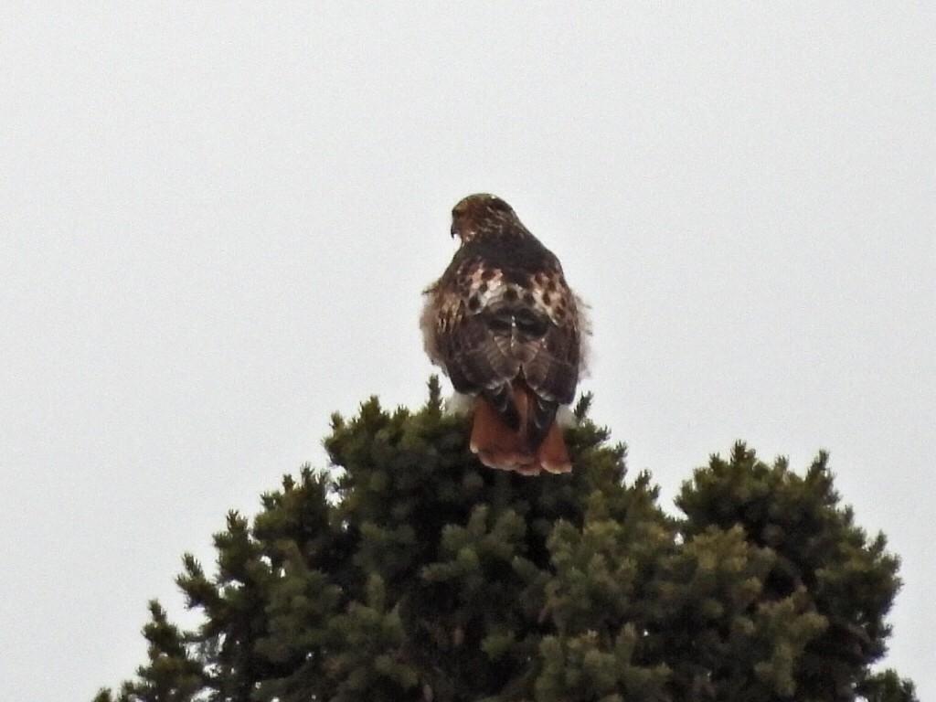 Red-tailed Hawk - Bonnie Lunde