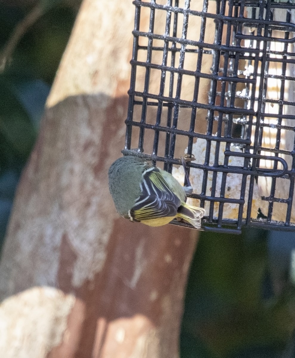 Roitelet à couronne rubis - ML614357051