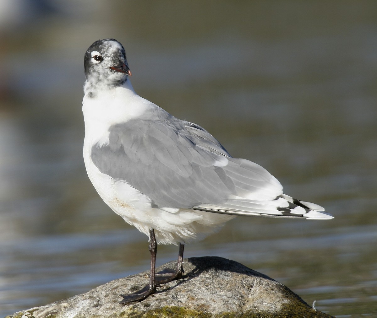 Franklin's Gull - ML614357070