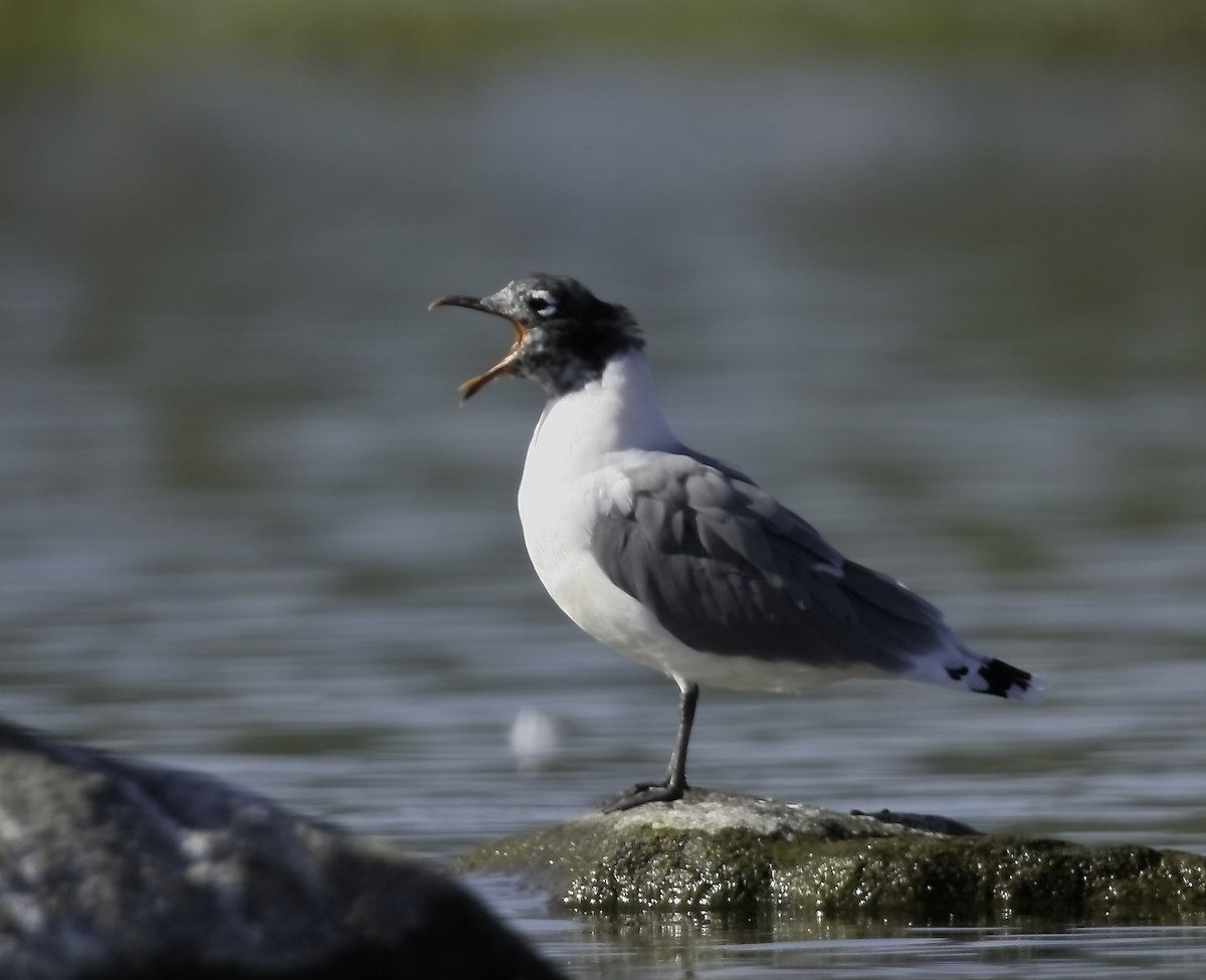 Franklin's Gull - ML614357089