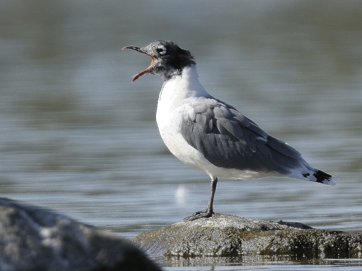 Franklin's Gull - ML614357090