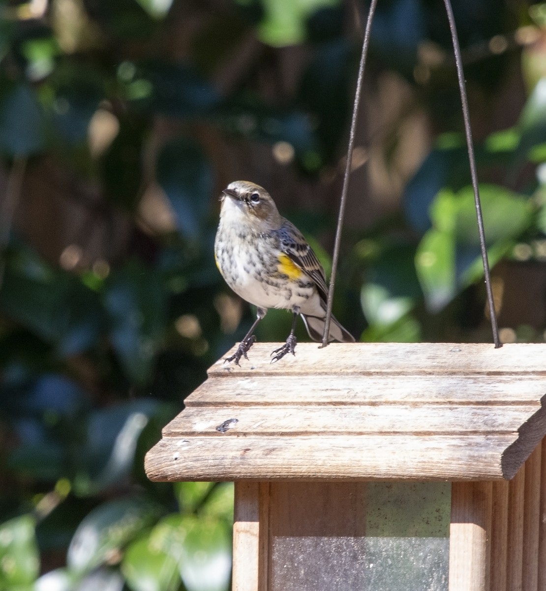 Yellow-rumped Warbler - ML614357161