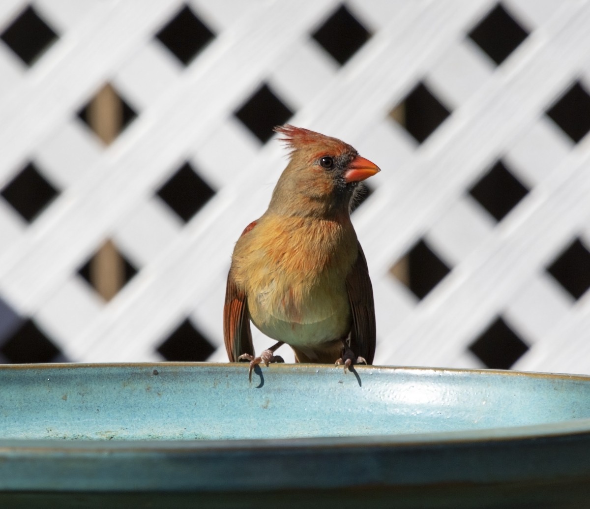 Northern Cardinal - Ulf Kirchdorfer