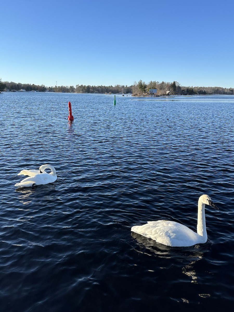 Trumpeter Swan - ML614357178