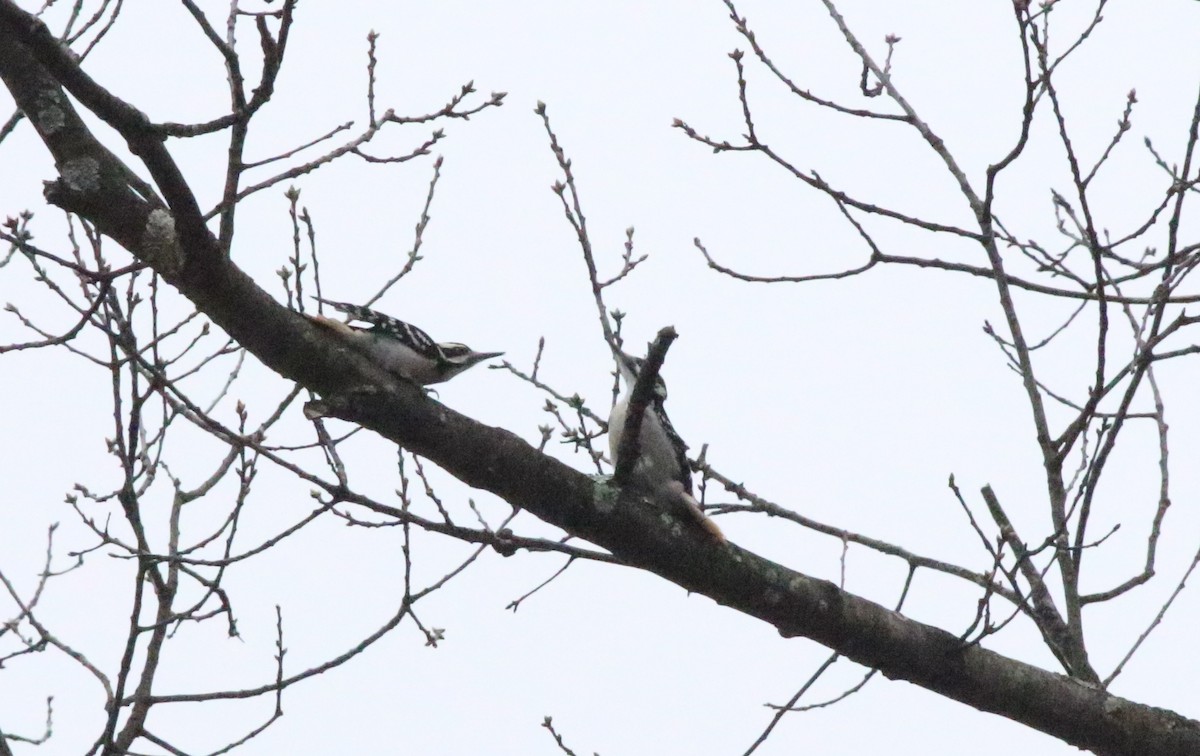 Hairy Woodpecker - ML614357288