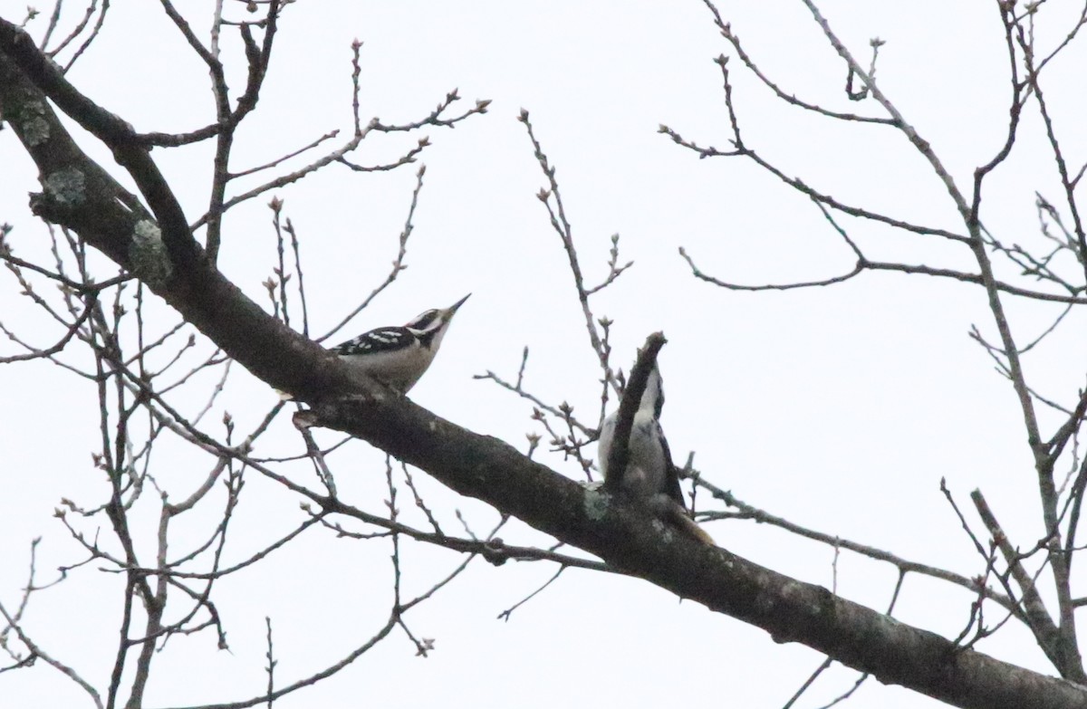 Hairy Woodpecker - ML614357289