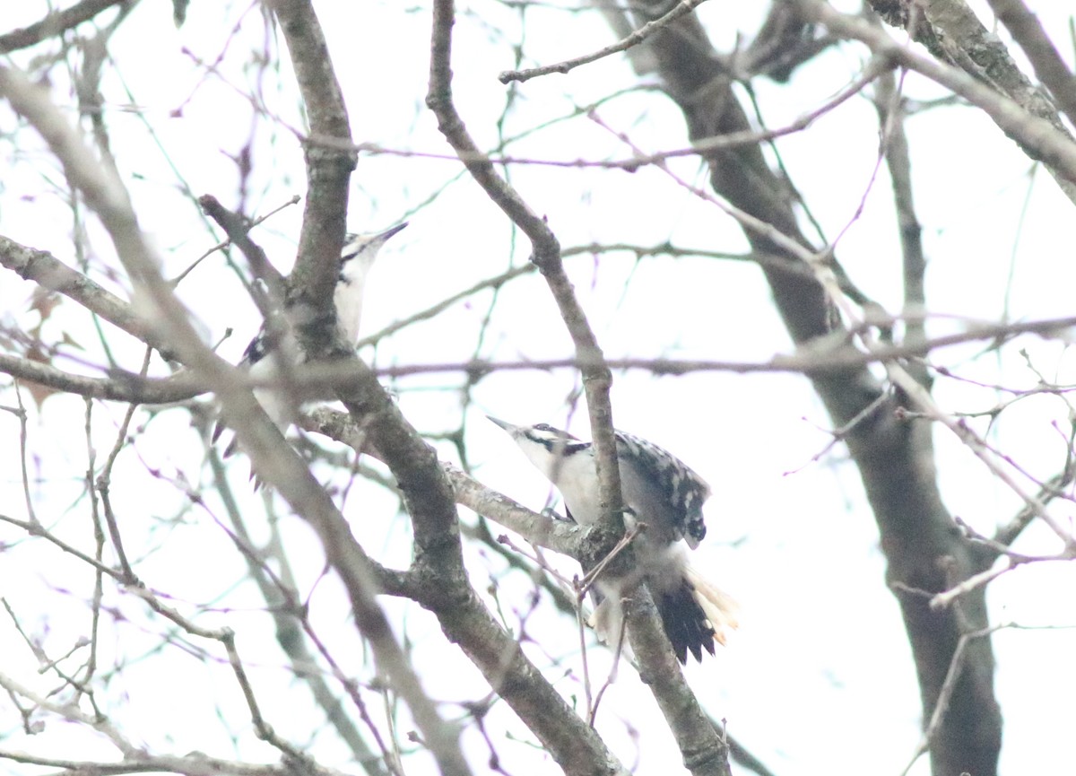 Hairy Woodpecker - ML614357291