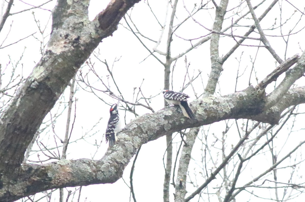 Hairy Woodpecker - ML614357292