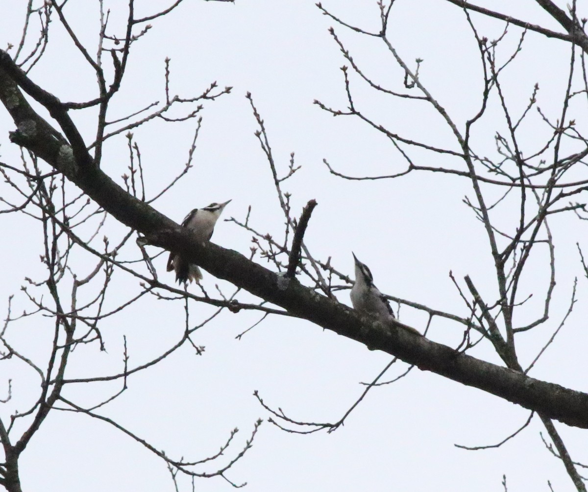 Hairy Woodpecker - ML614357293