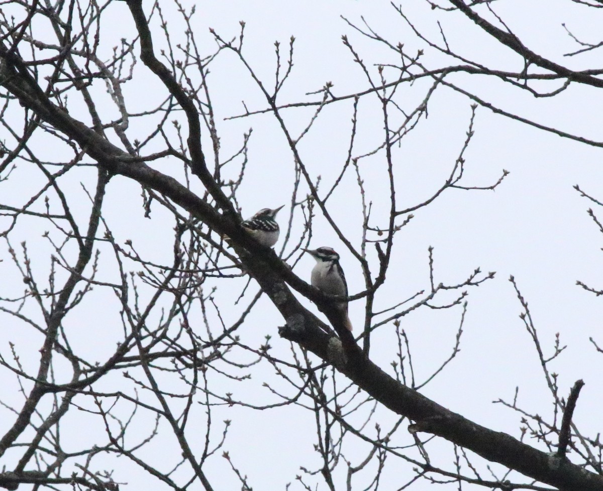 Hairy Woodpecker - ML614357294