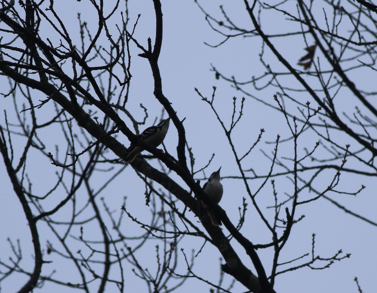 Hairy Woodpecker - ML614357296