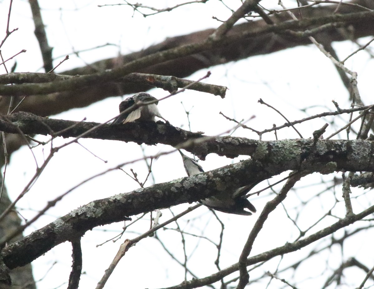 Hairy Woodpecker - ML614357297