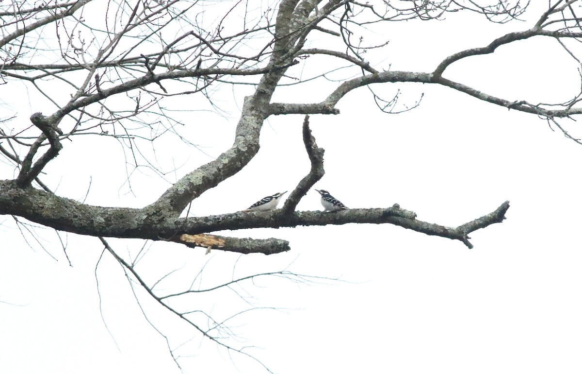 Hairy Woodpecker - Joe Gyekis