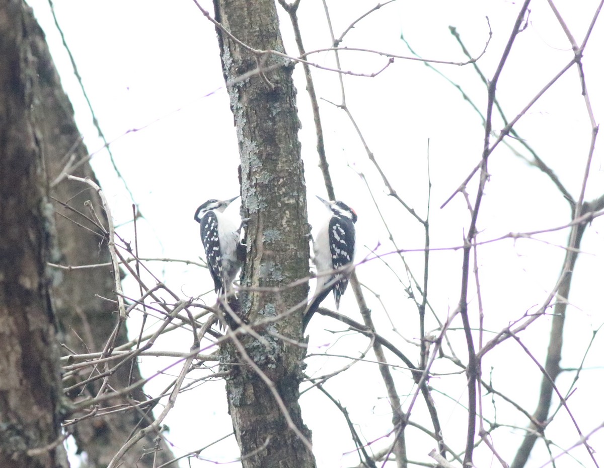 Hairy Woodpecker - ML614357303