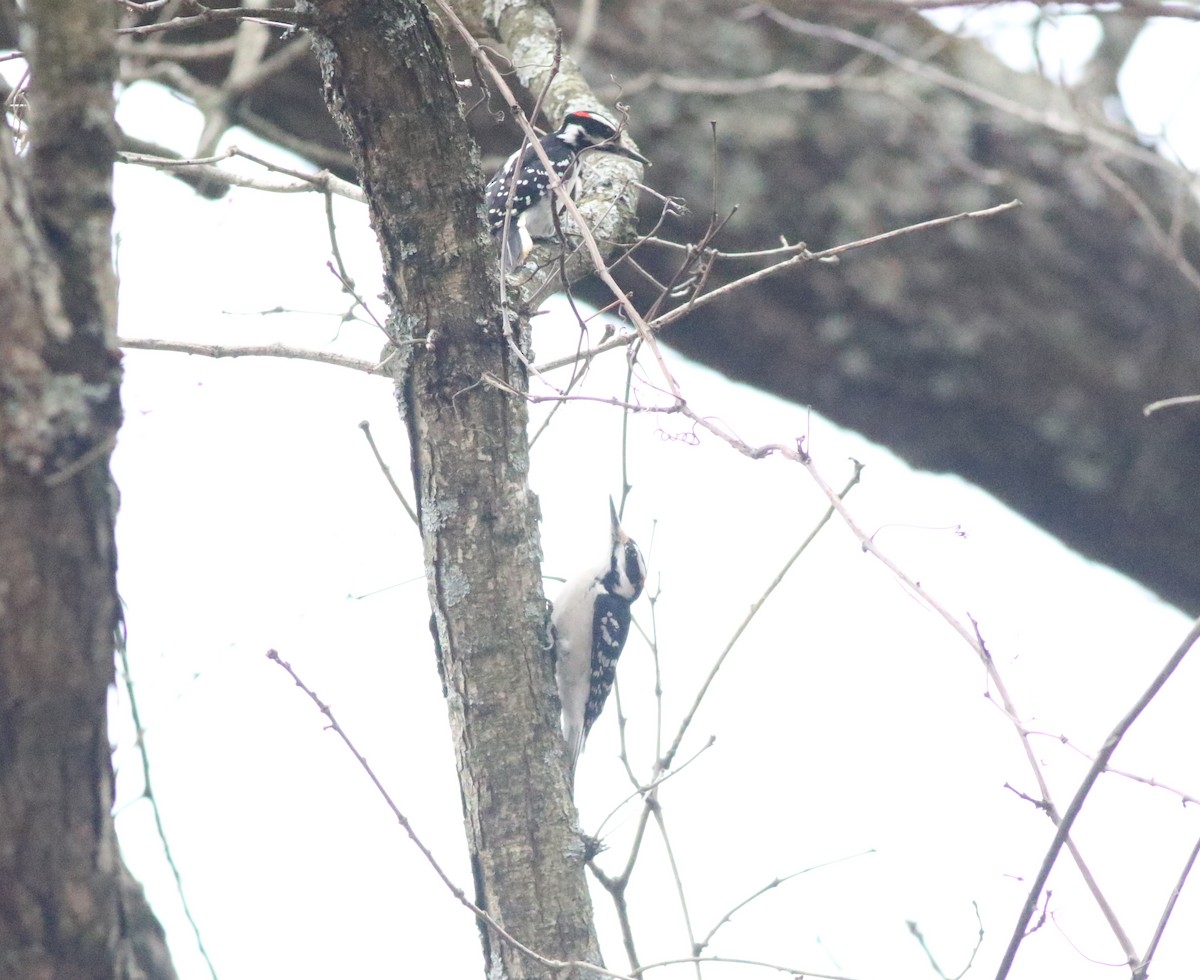 Hairy Woodpecker - ML614357309