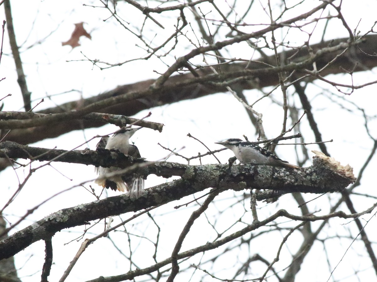 Hairy Woodpecker - ML614357310