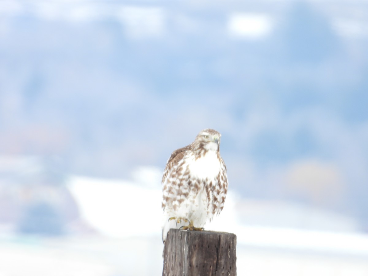 Red-tailed Hawk - ML614357331