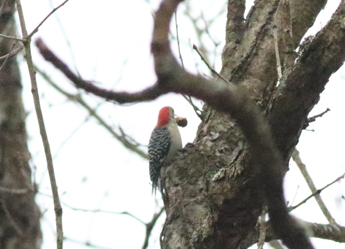 Red-bellied Woodpecker - ML614357374