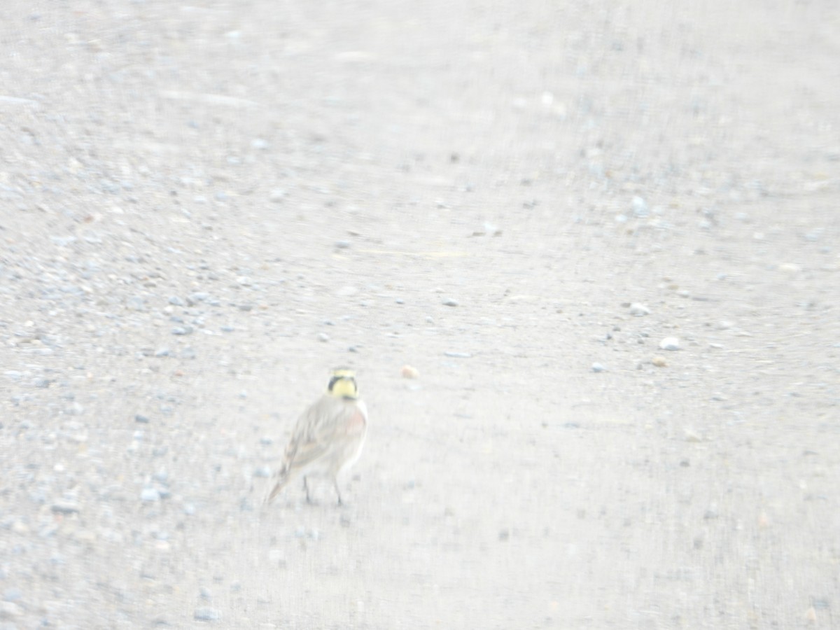 Horned Lark - ML614357381