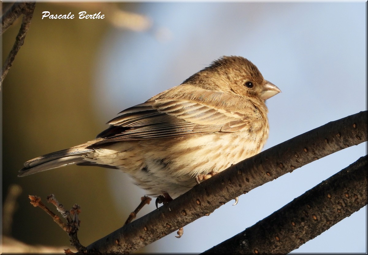 House Finch - ML614357420