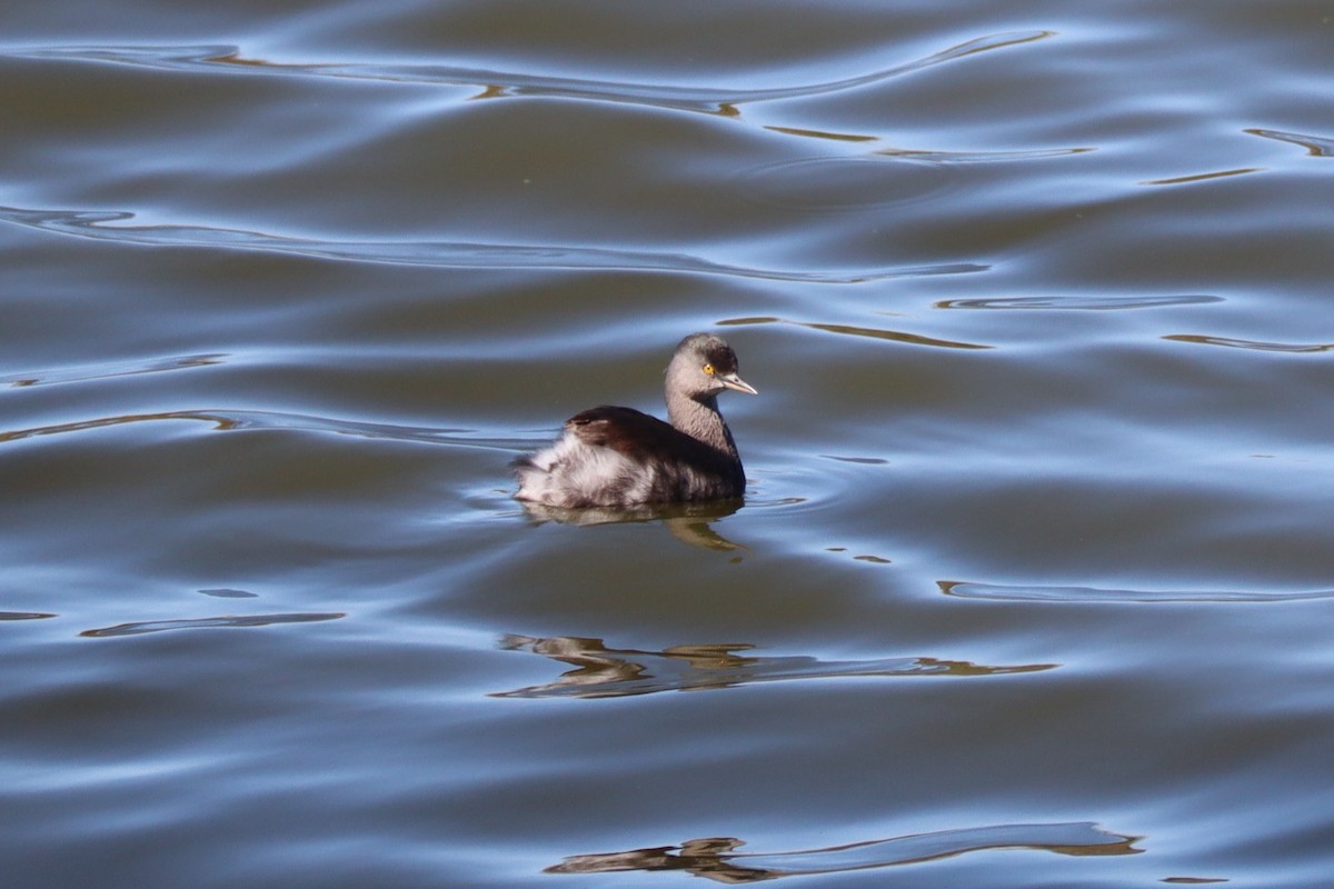 Least Grebe - ML614357463