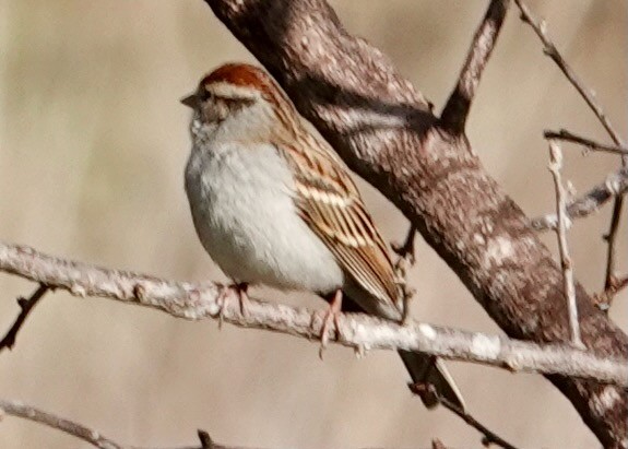 Chipping Sparrow - ML614357510