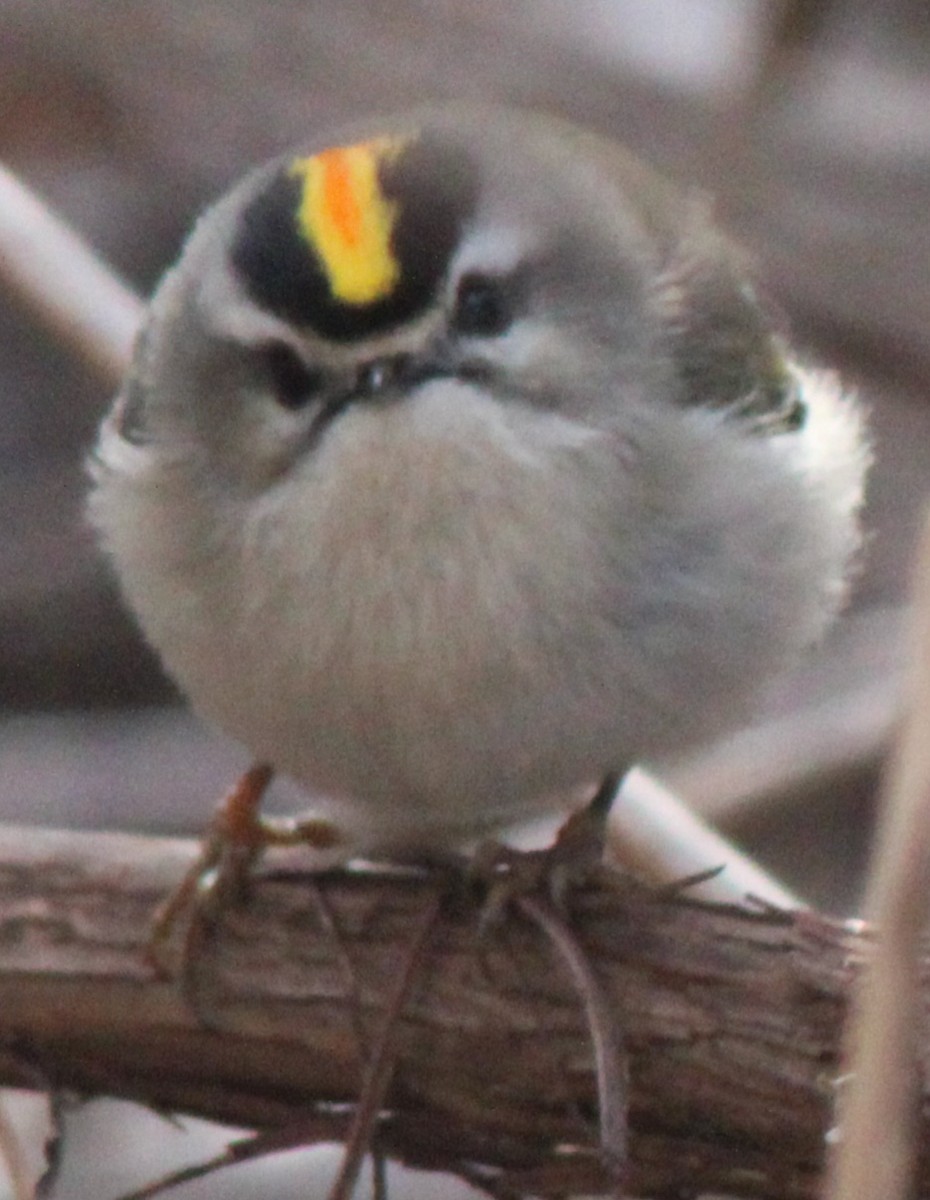 Golden-crowned Kinglet - ML614357542