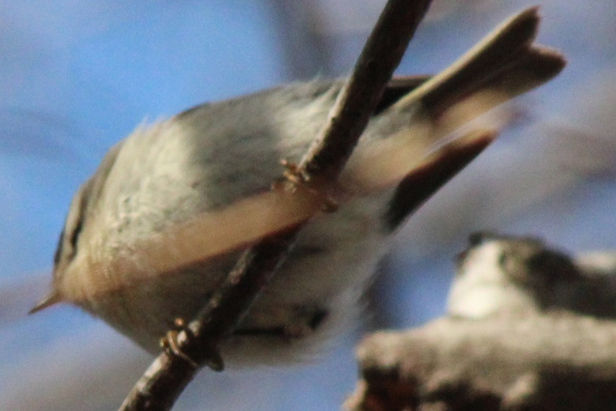 Golden-crowned Kinglet - ML614357543