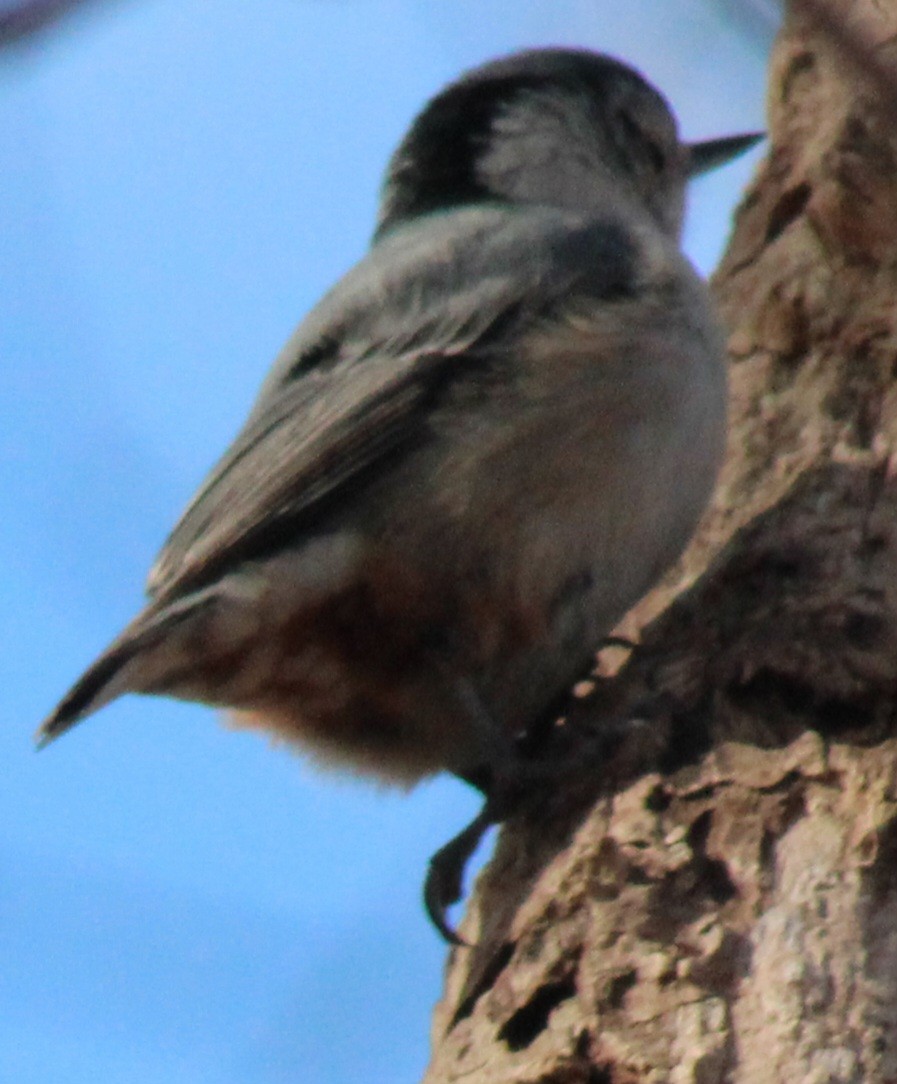 Trepador Pechiblanco (carolinensis) - ML614357559