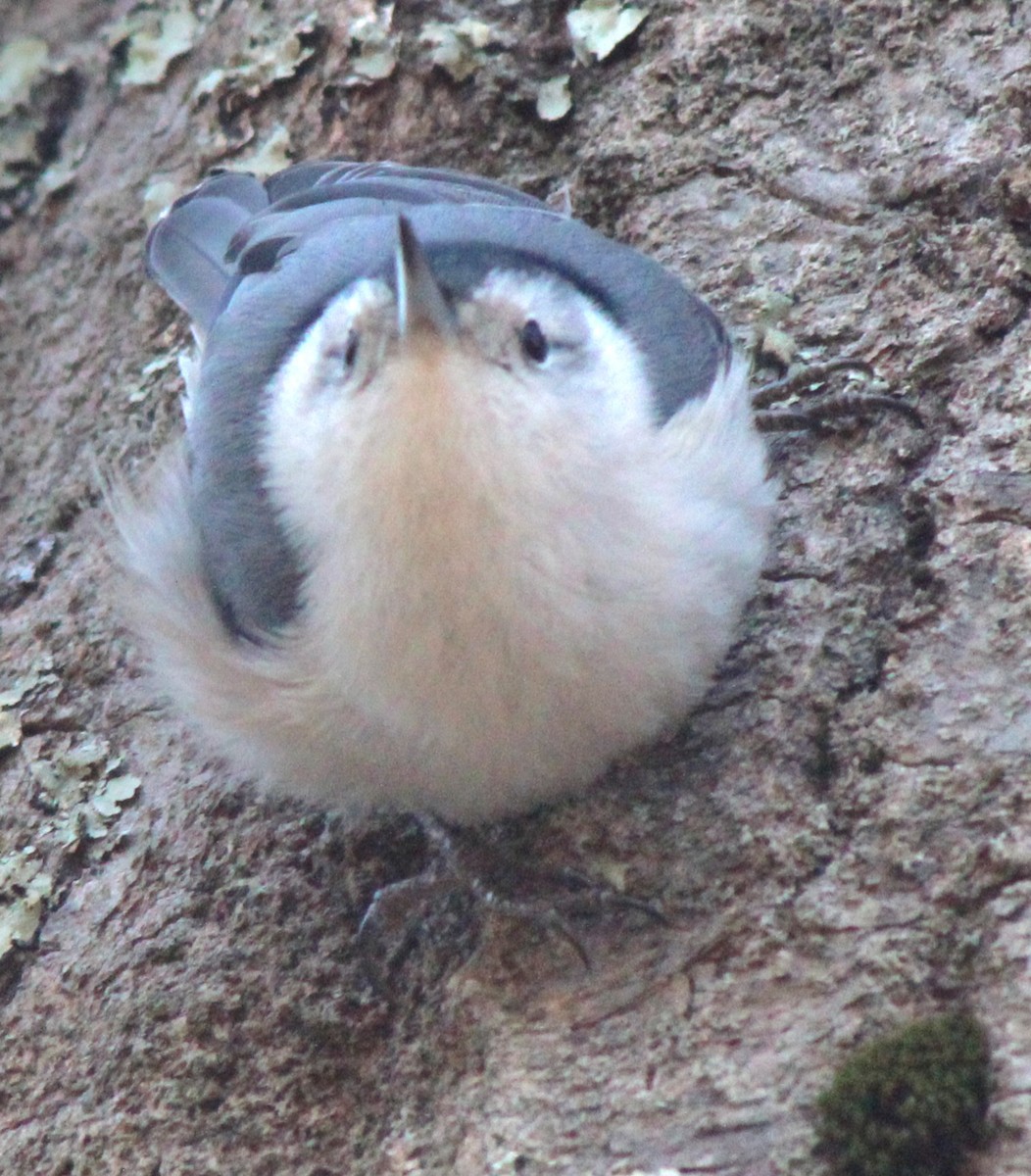 Trepador Pechiblanco (carolinensis) - ML614357560