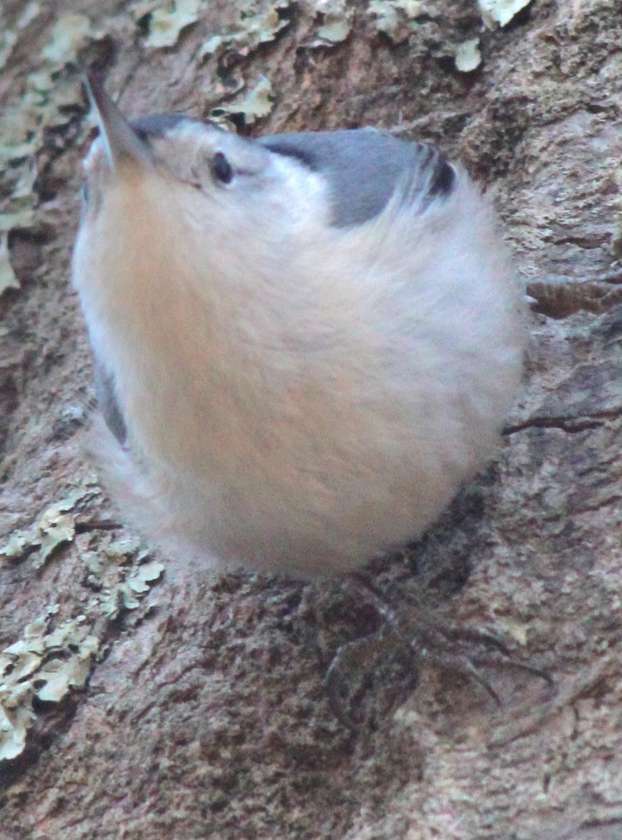 Trepador Pechiblanco (carolinensis) - ML614357561