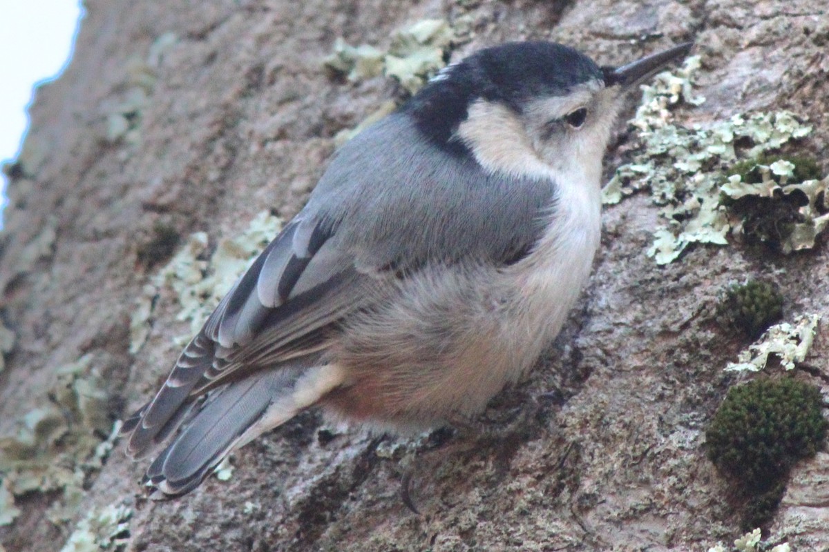 Trepador Pechiblanco (carolinensis) - ML614357562