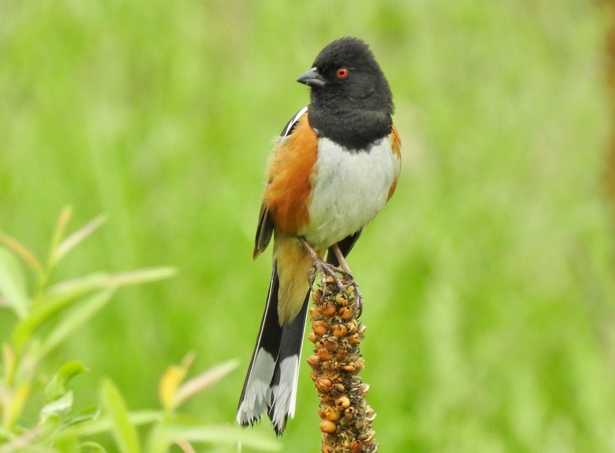 Spotted Towhee - Kirsten Bjergarde