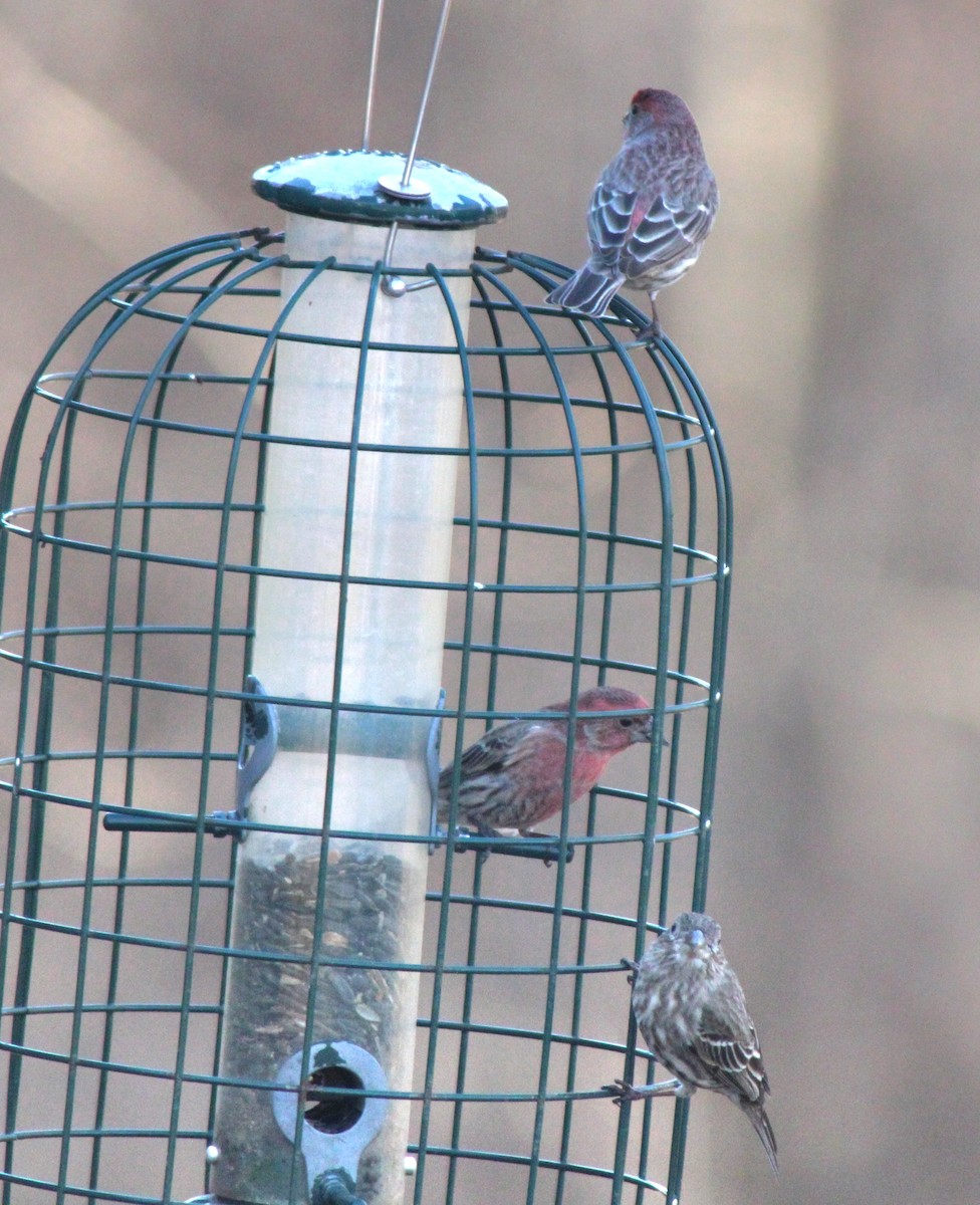 House Finch - ML614357581