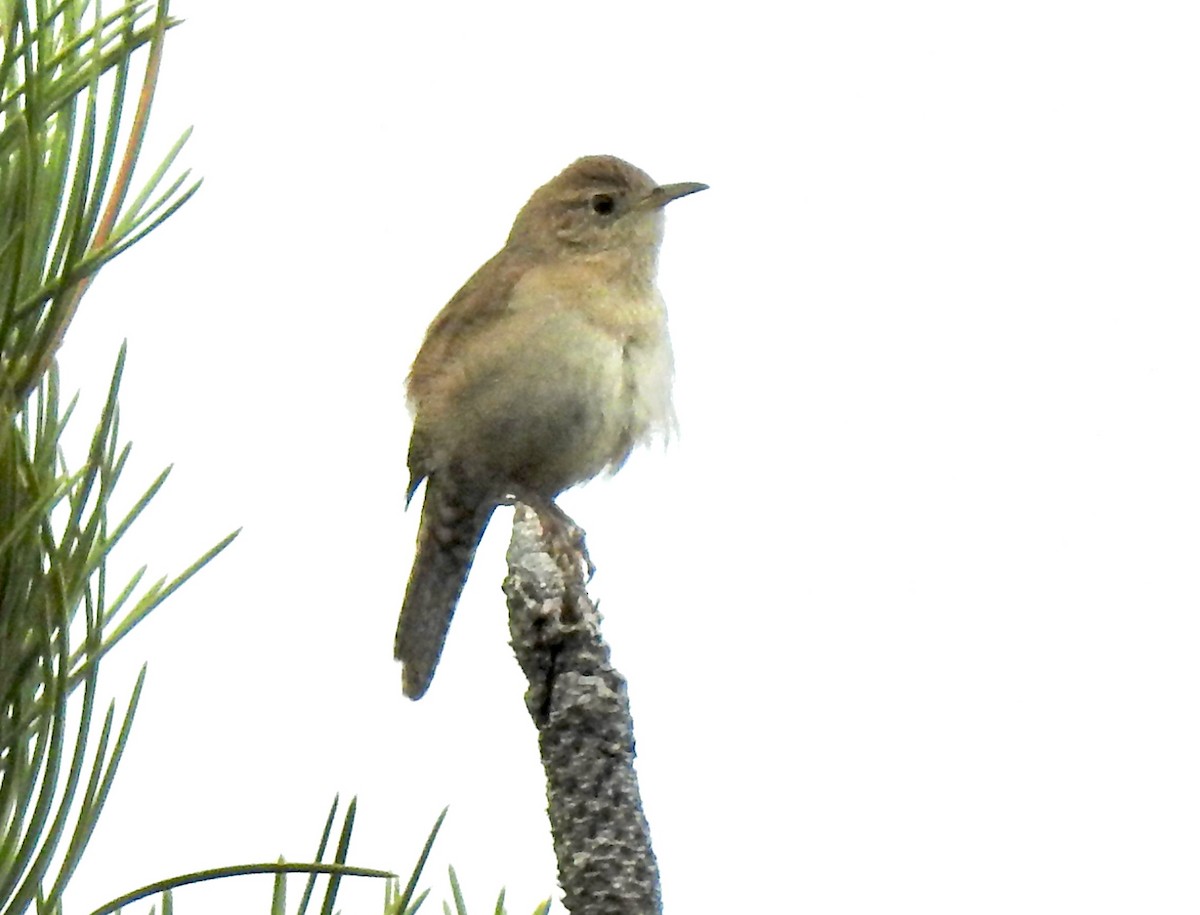 House Wren - Kirsten Bjergarde