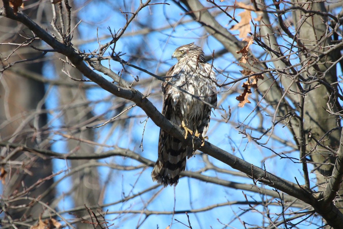 クーパーハイタカ - ML614357589