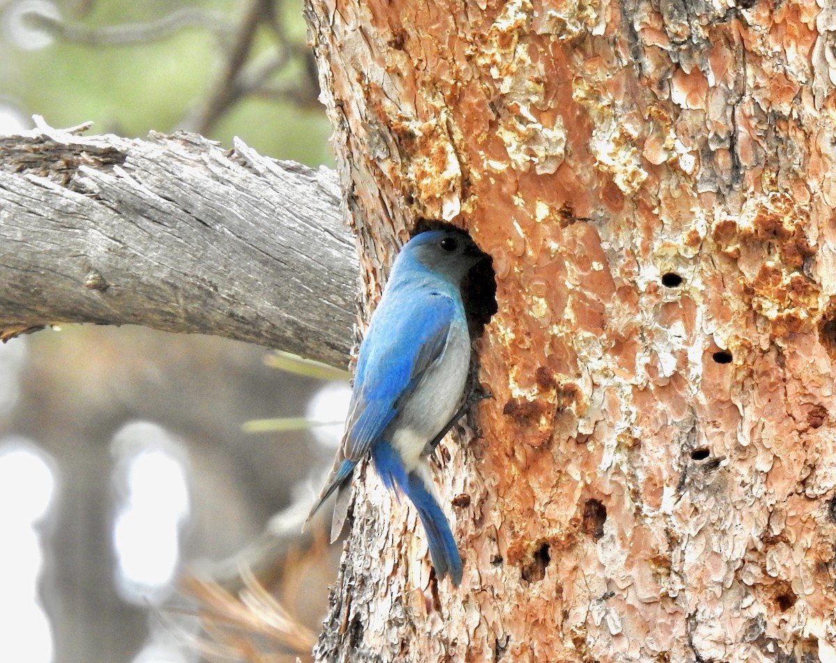 Mountain Bluebird - Kirsten Bjergarde