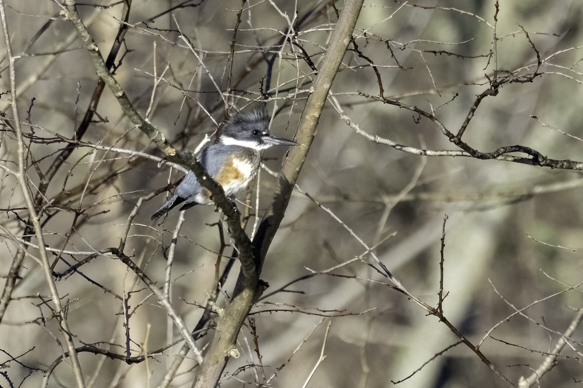 Belted Kingfisher - ML614357595