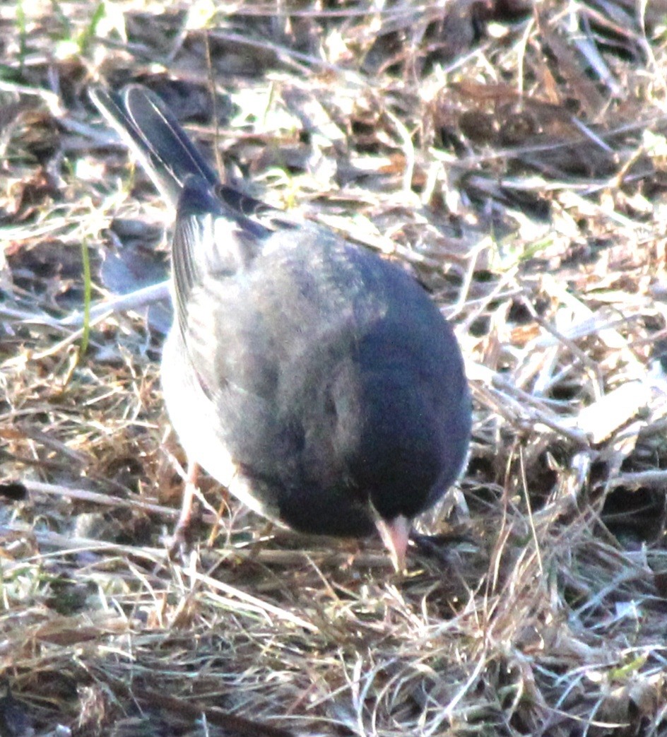 Junco Ojioscuro (hyemalis/carolinensis) - ML614357598